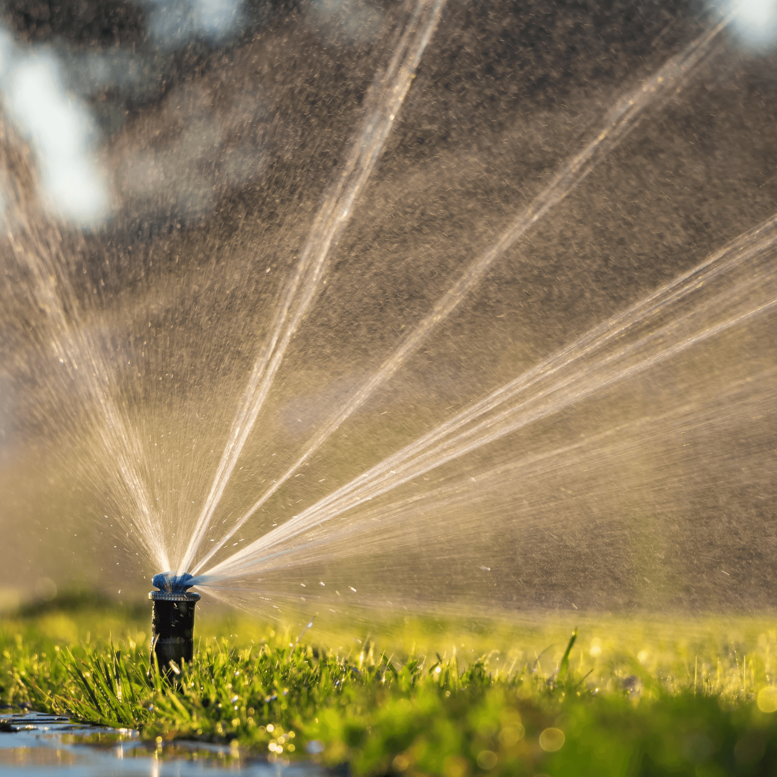 Smart irrigation pop-up sprinkler watering Dallas lawn at golden hour showing water efficiency and professional installation by Elite Landscaping DFW